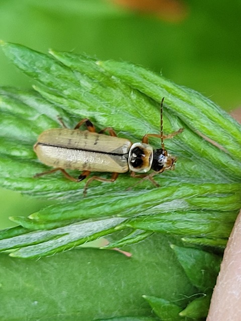 Metacantharis clypeata - tavaszi lágybogár
