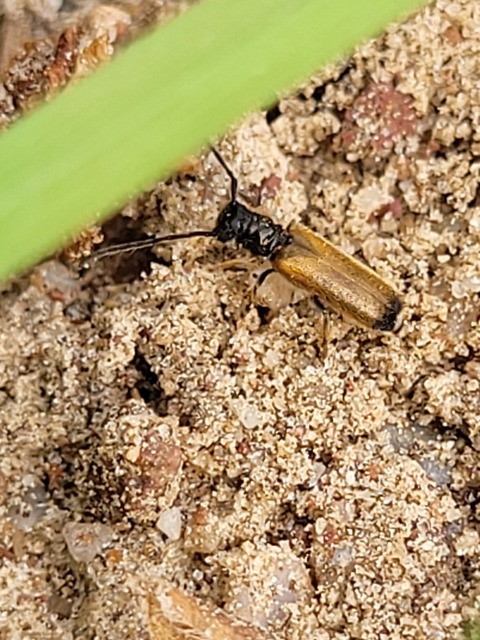 Tetrops praeustus - közönséges négyszeműcincér