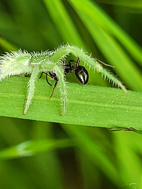 Heriaeus graminicola/hirtus