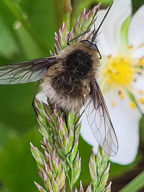 Bombylius