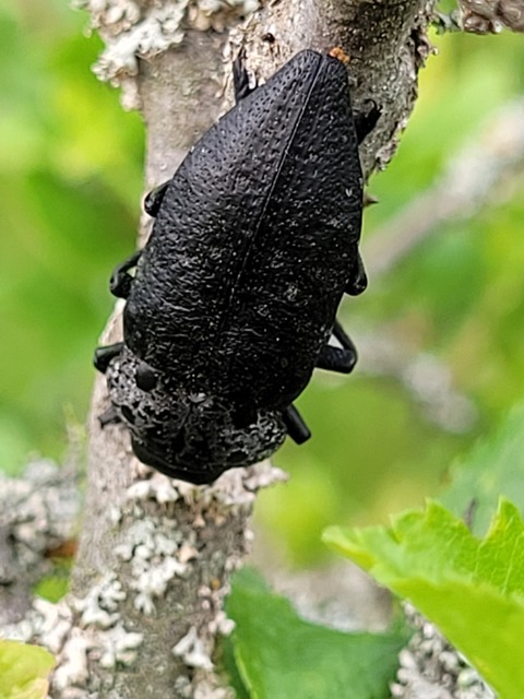 Capnodis tenebrionis - kökény-tükrösdíszbogár