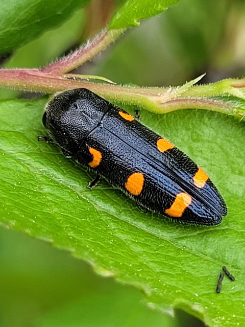 Ptosima undecimmaculata - sárgafoltos díszbogár