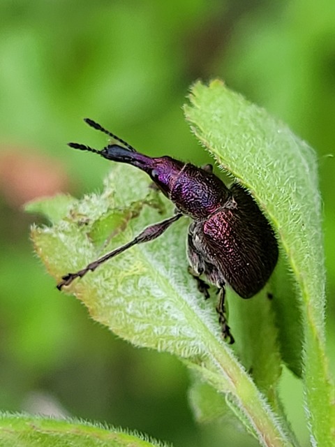 Rhynchites auratus - aranyos eszelény