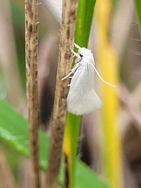 Elachista