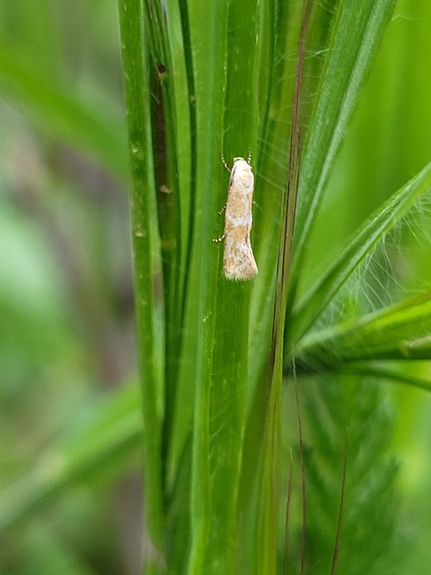 Elachista