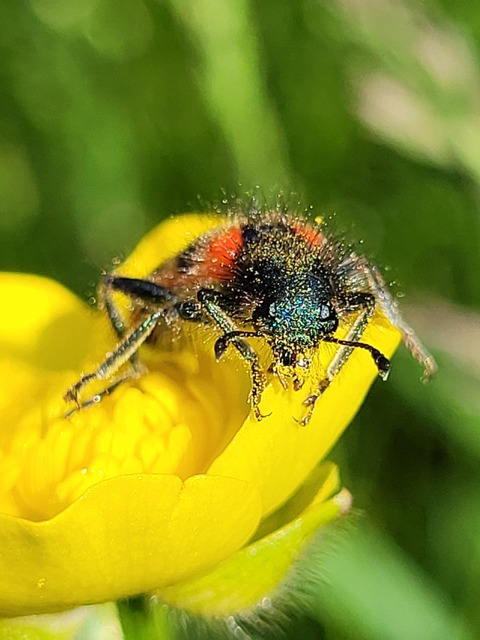 Trichodes favarius - hatfoltos méhészbogár