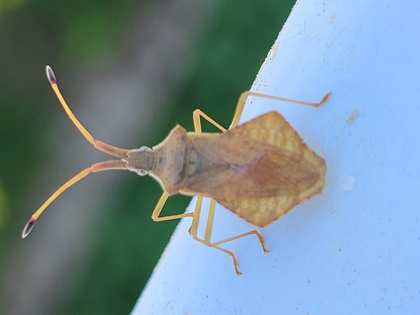 Syromastus rhombeus - vitorlás karimáspoloska