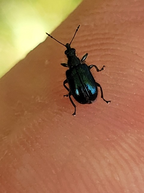 Lasiorhynchites