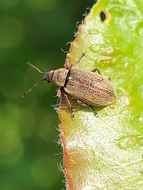 Phyllobius pallidus - tölgy-levélormányos