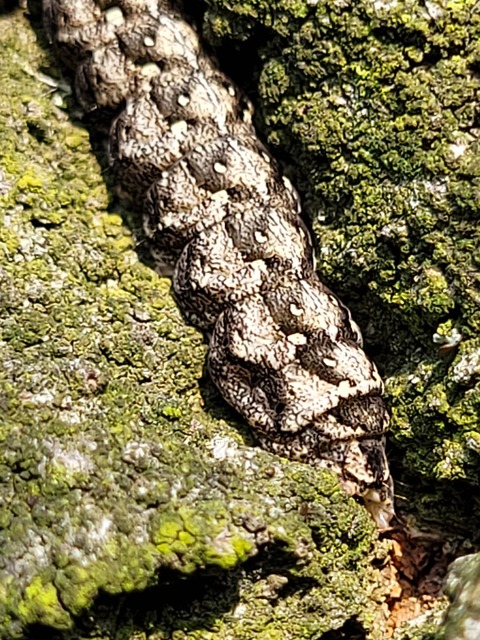 Griposia aprilina - őszi zöldbagoly