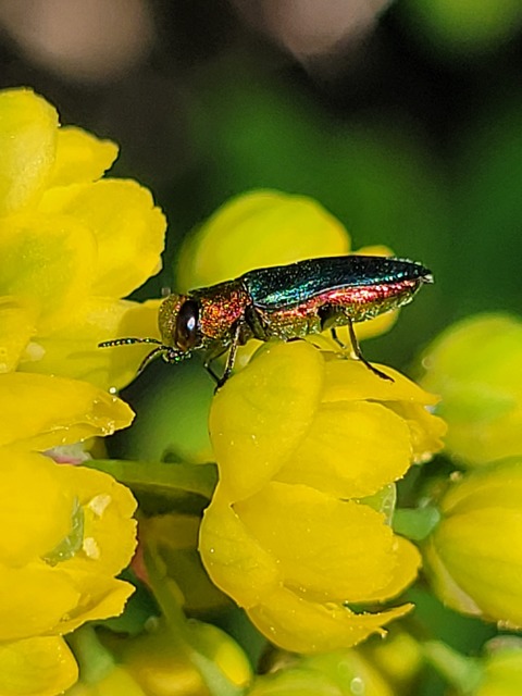 Anthaxia nitidula - ragyogó virágdíszbogár