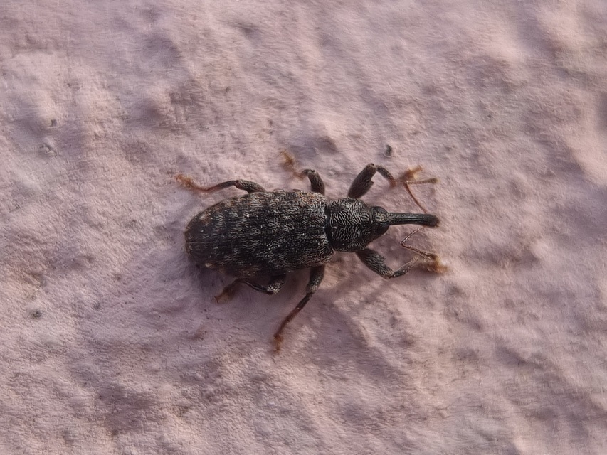 Dorytomus