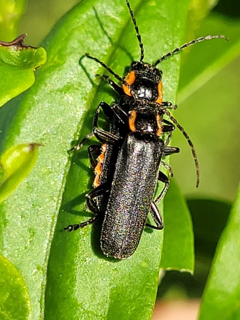 Cantharis obscura - sötét lágybogár