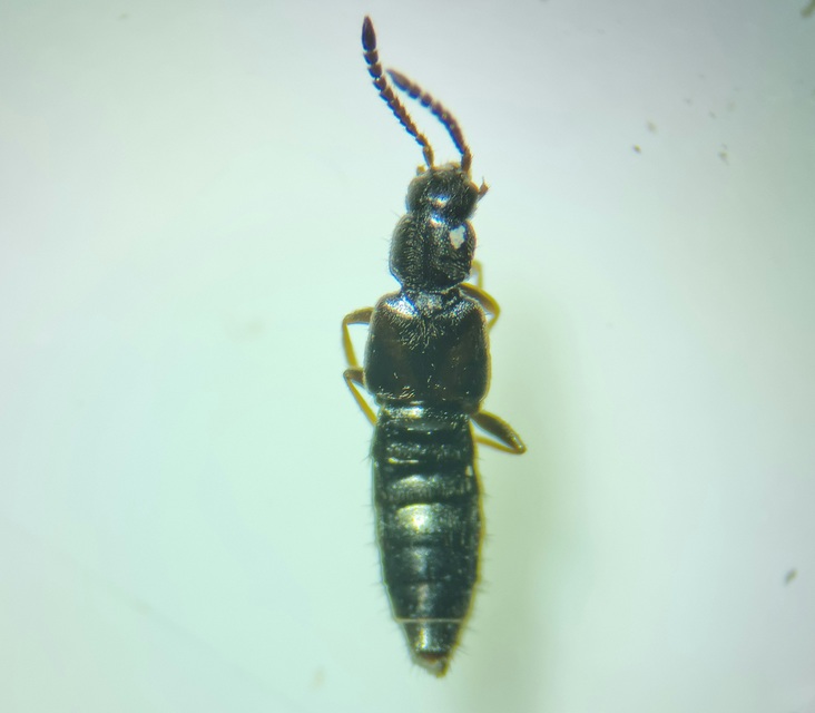 Atheta aeneicollis - fémes penészholyva