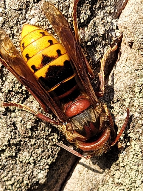 Vespa crabro - lódarázs