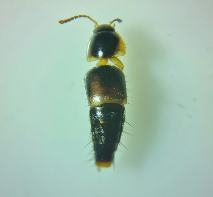 Tachyporus hypnorum - közönséges kószaholyva