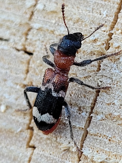 Thanasimus formicarius - vörösnyakú szúfarkas
