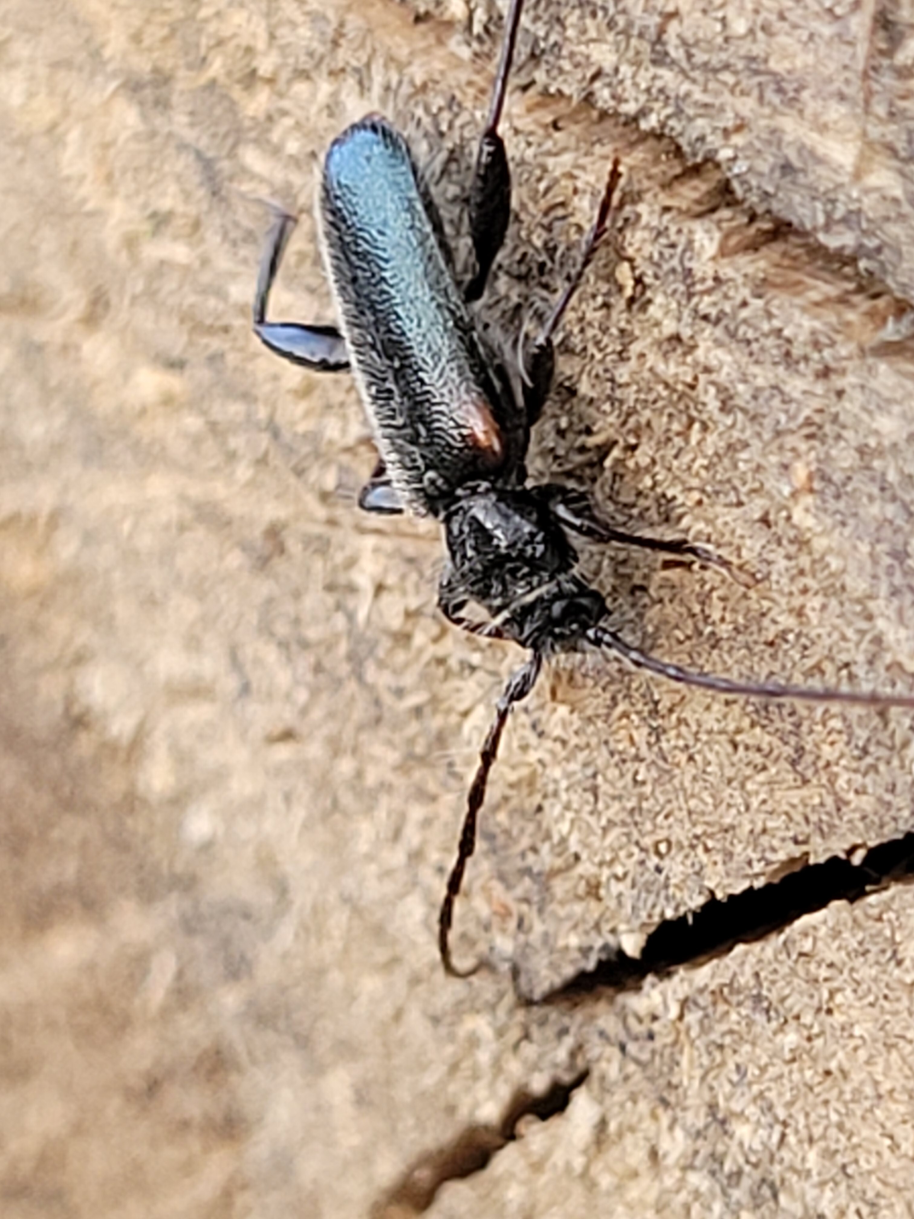 Phymatodes pusillus - vállfoltos háncscincér
