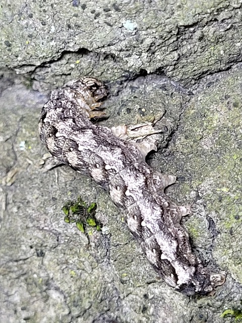 Griposia aprilina - őszi zöldbagoly