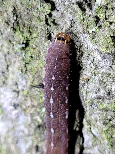 Leptologia macilenta - gyertyán-őszibagoly
