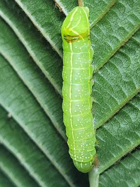 Amphipyra pyramidea - fahéjszínű bagoly