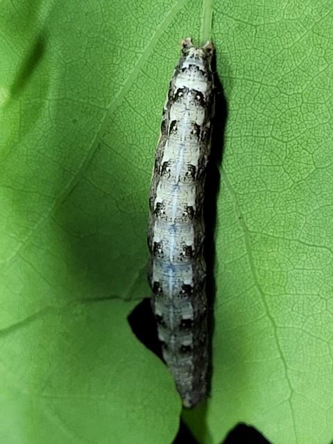 Dichonia convergens - őszi tölgybagoly