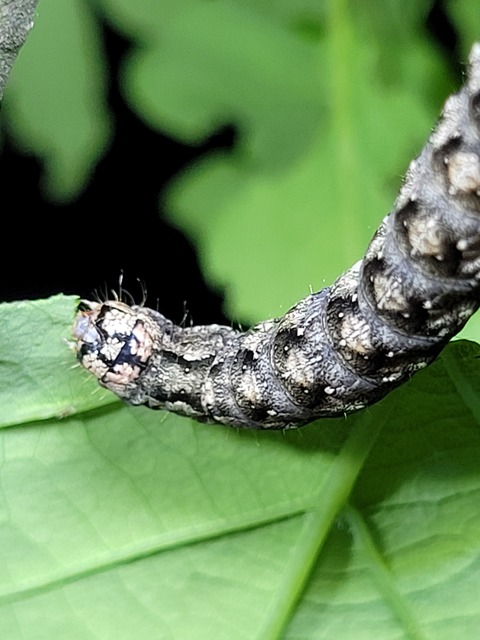 Griposia aprilina - őszi zöldbagoly