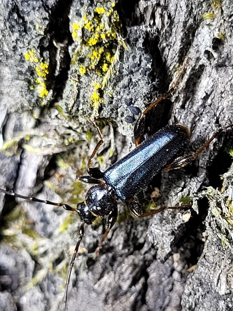 Phymatodes testaceus - változékony korongcincér Phymatodes testaceus - változékony korongcincér