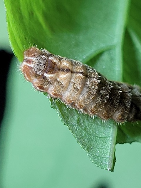 Neozephyrus quercus - tölgyfalepke