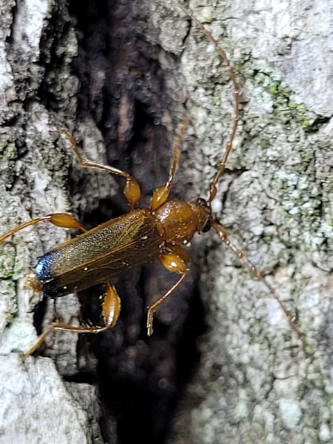 Phymatodes testaceus - változékony korongcincér Phymatodes testaceus - változékony korongcincér