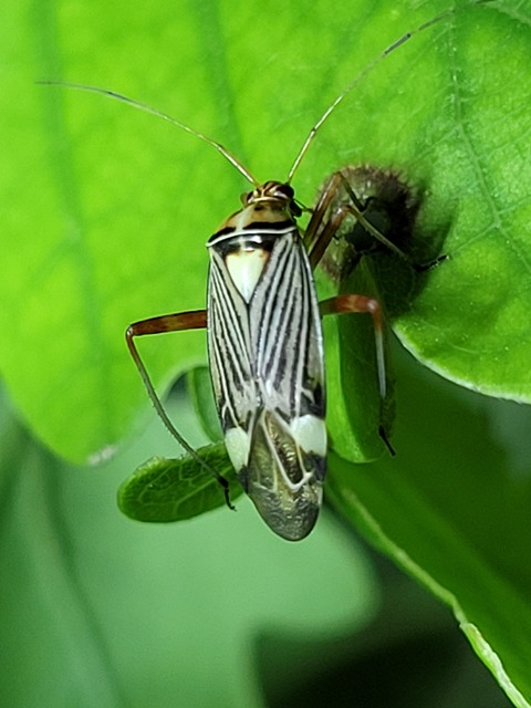 Rhabdomiris striatellus - zebra-mezeipoloska