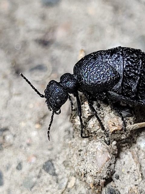 Meloe rugosus - ráncos nünüke