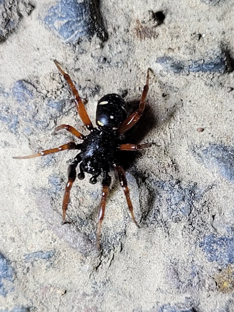 Asagena meridionalis