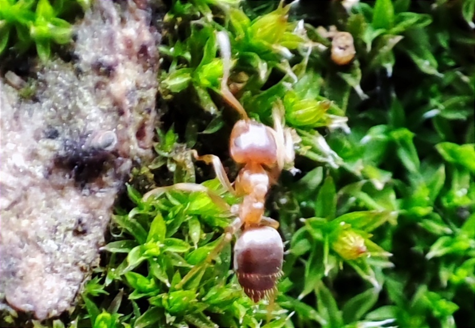 Lasius brunneus - rozsdáshátú feketehangya