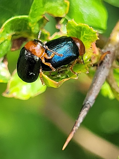Smaragdina