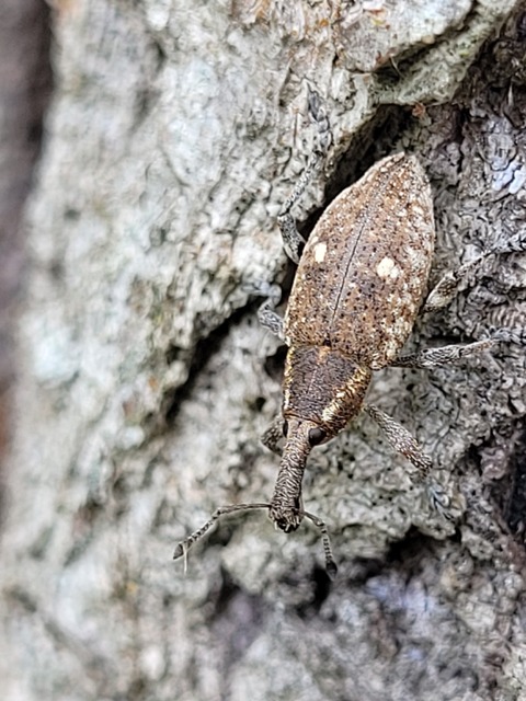 Lepyrus palustris - kétpettyes fűzormányos