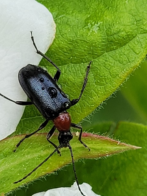Dinoptera collaris - vörösnyakú virágcincér