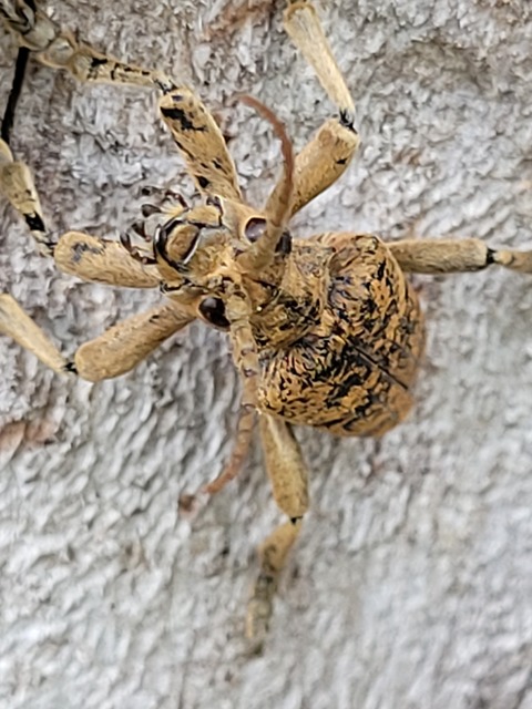 Rhagium sycophanta - tölgyes-tövisescincér
