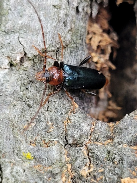 Phymatodes testaceus - változékony korongcincér Phymatodes testaceus - változékony korongcincér
