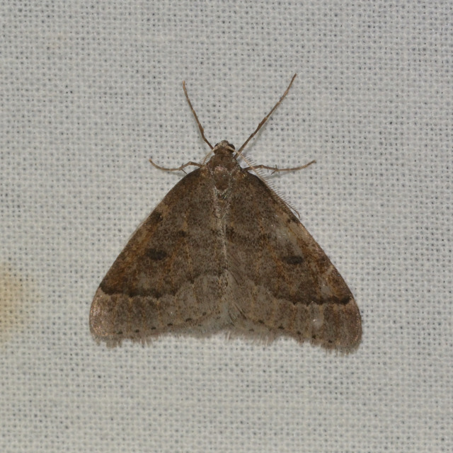 Theria rupicapraria - tavaszi kökényaraszoló