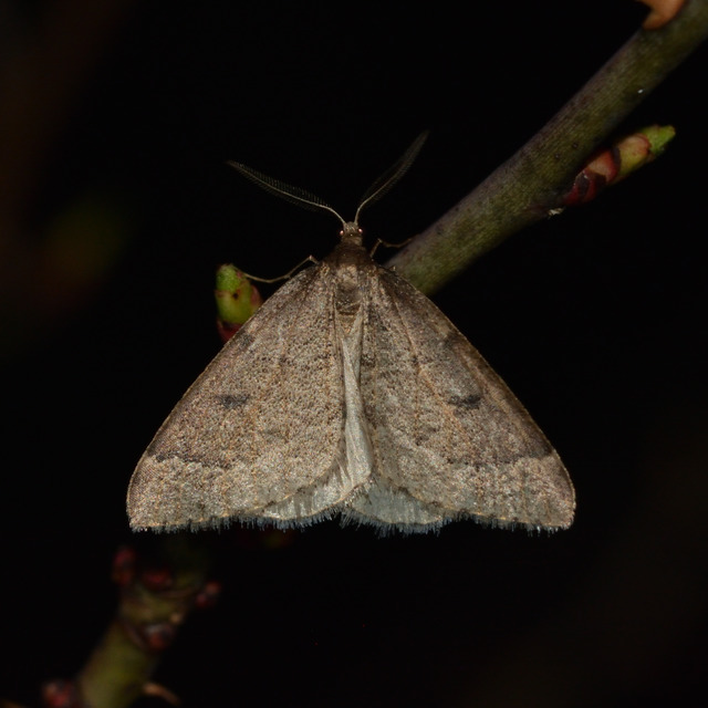 Theria rupicapraria - tavaszi kökényaraszoló