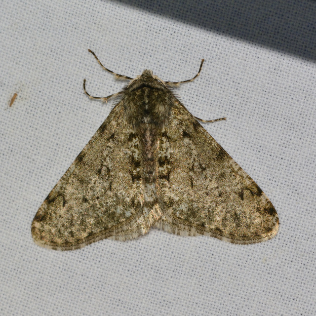 Apocheima pilosaria - zöldes tavasziaraszoló
