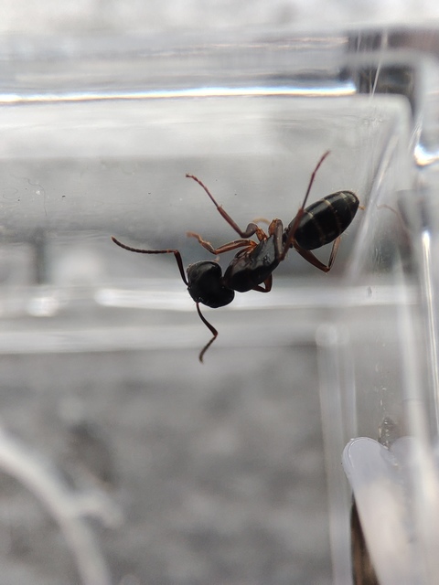 Camponotus fallax - ligeti lóhangya