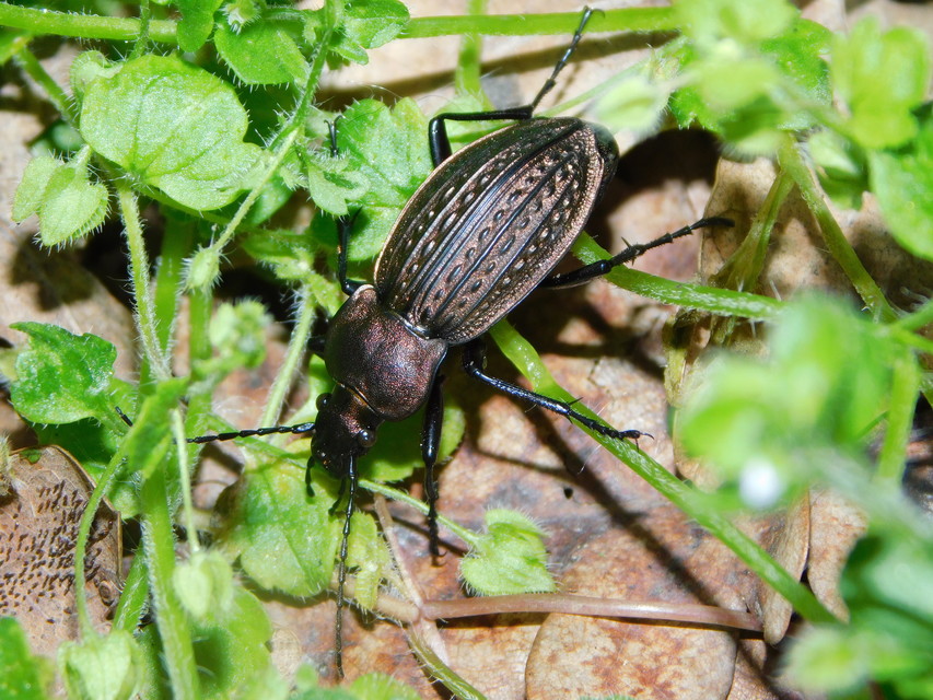 Carabus cancellatus - ragyás futrinka