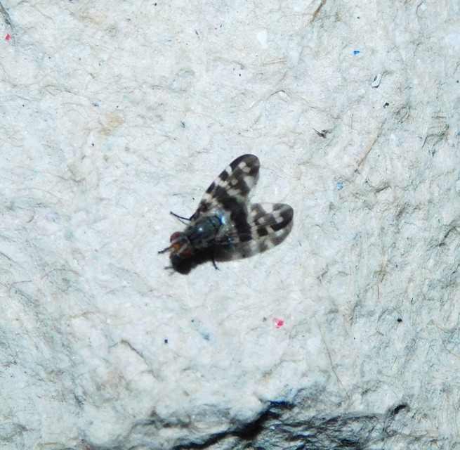 Otites centralis/guttata