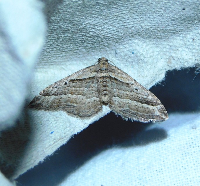 Costaconvexa polygrammata - soksávú araszoló