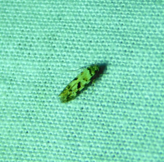 Stenolechiodes pseudogemmellus - molyhostölgyes sarlósmoly