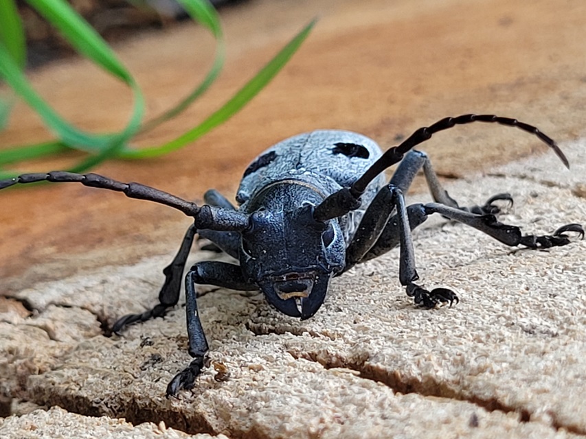 Morimus asper funereus - gyászcincér