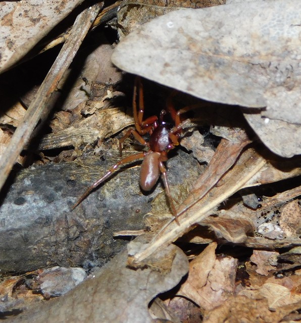 Dysderidae - fojtópókok
