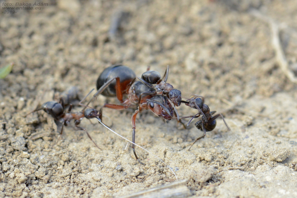 Formica pratensis - réti vöröshangya